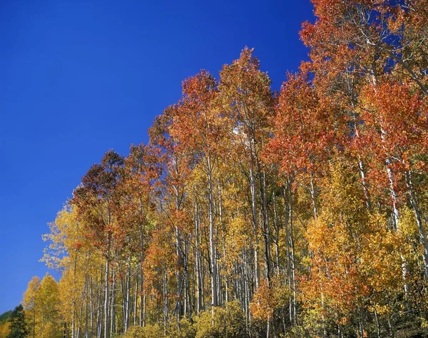 Eua Utah Wasatch Range Aspen Grove Sundance Alpine Loop Outono — Fotografia de Stock