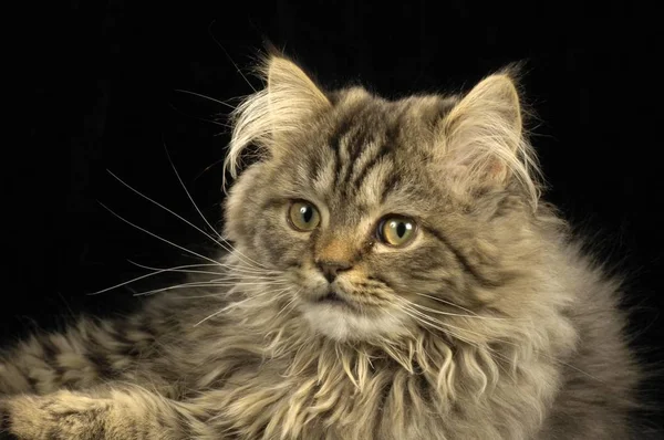 Перська Crossbreed Кіт Студії — стокове фото