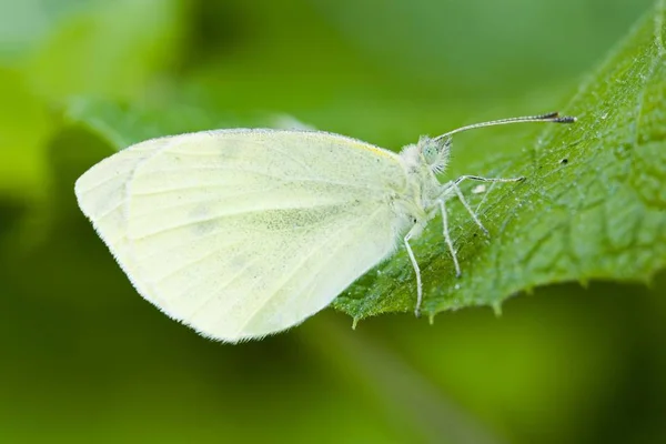 Pequeña Mariposa Blanca Pieris Rapae — Foto de Stock