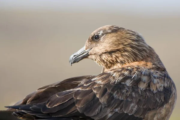 Grande Skua Catharacta Skua — Fotografia de Stock