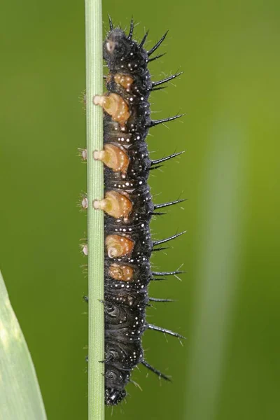 Inachis Insect Buitenshuis Groen Blad — Stockfoto