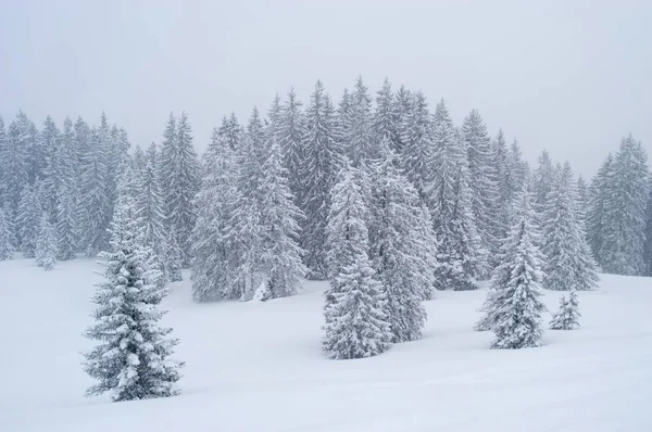 Brindilles couvertes de neige dans la forêt d'hiver — Photo