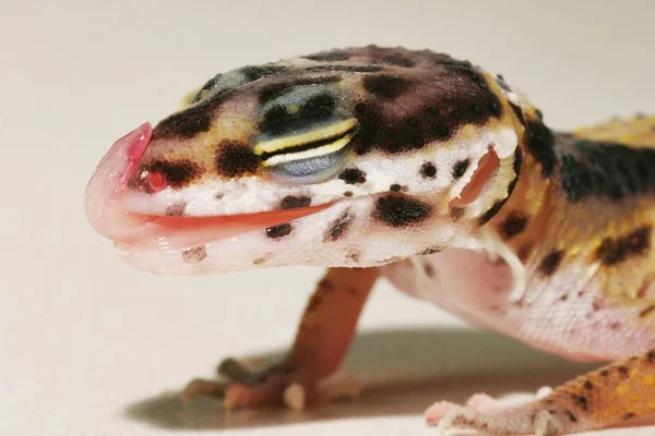 Gecko Eopardo Eublepharis Macularius — Fotografia de Stock