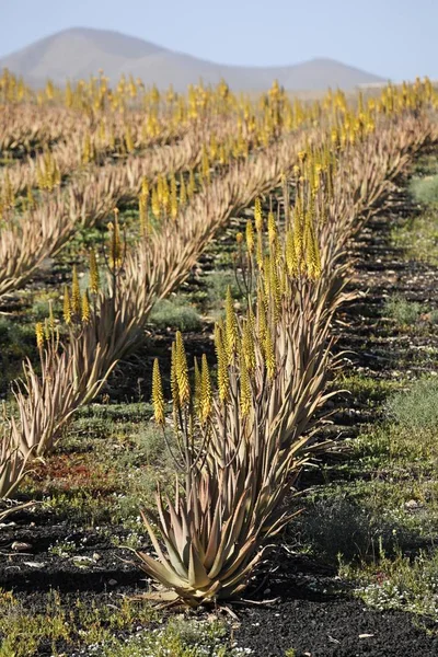 Plantáž Aloe Vera Aloe Vera Tuineje Fuerteventura Kanárské Ostrovy — Stock fotografie