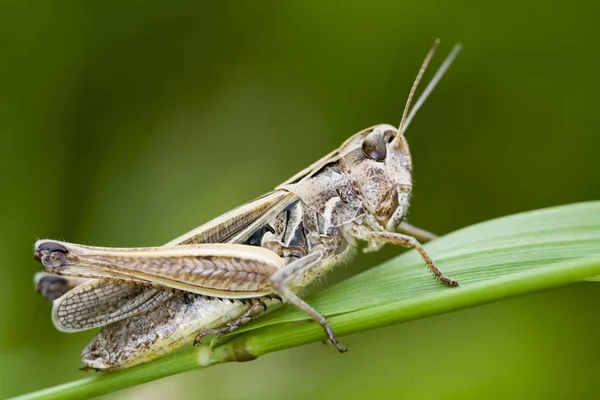 일반적인 메뚜기 Chorthippus Brunneus — 스톡 사진