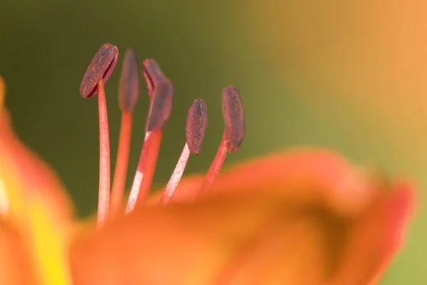 Detalhes Lírio Fogo Flor Selvagem Lilium Bulbiferum — Fotografia de Stock