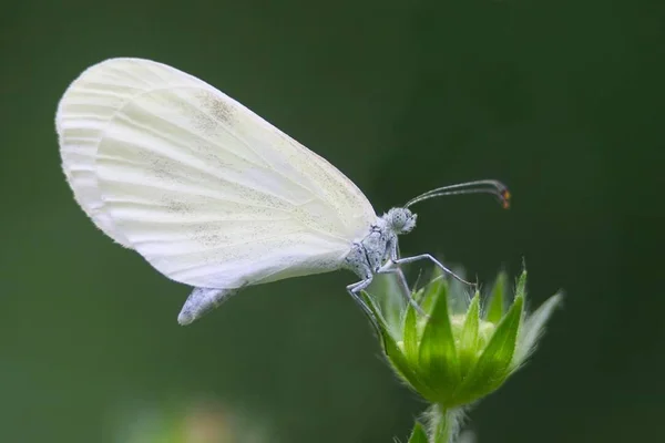 Wood White Leptidea Sinapis — Stock Photo, Image