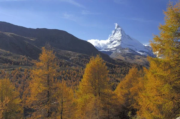 Matterhorn Com Larches Primeiro Plano Zermatt Valais Suíça Europa — Fotografia de Stock