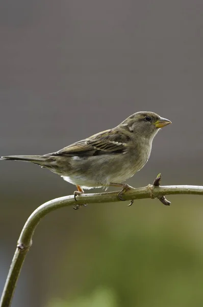 Vrouwelijke Huismus Tak — Stockfoto