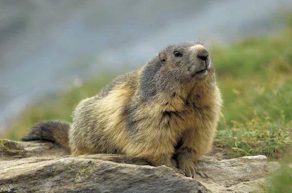 Marmota Marmota Marmota Aire Libre — Foto de Stock