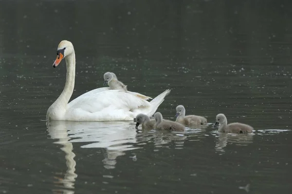 Famille De Cygnes Natation Dans Le Lac — Photo