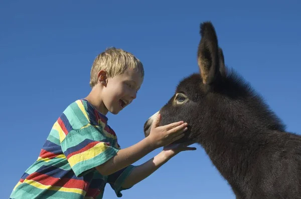 一个6岁的男孩摸着一头小驴 — 图库照片