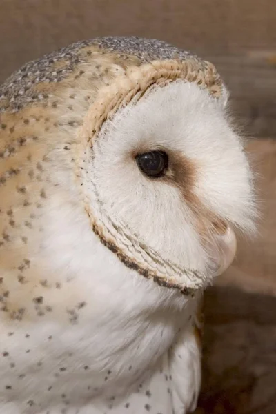 Tornuggla fågel — Stockfoto