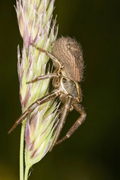 Araña Xysticus Cristatus Disparo Cerca — Foto de Stock