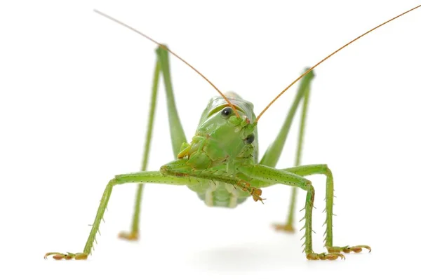 크리켓 Tettigonia Viridissima 배경에 — 스톡 사진