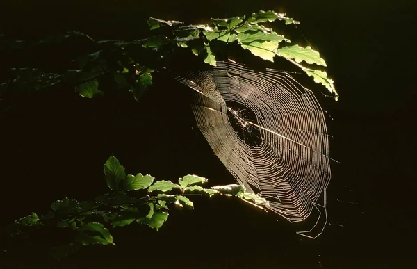 Araneus 거미의 거미줄 — 스톡 사진