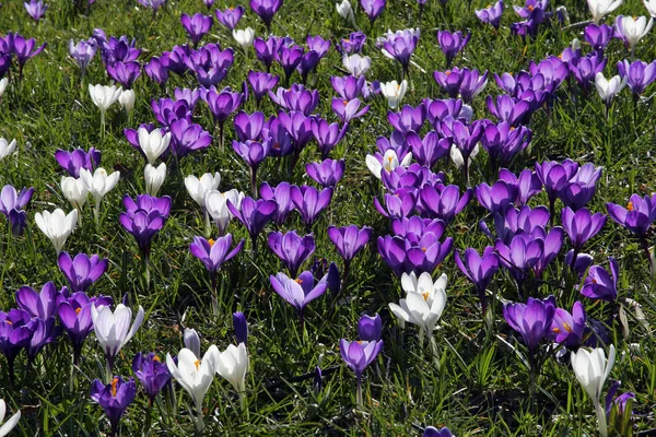 Crocus Meadow Virágzás Tavasszal Holland Crocusses Crocus Ágoston — Stock Fotó