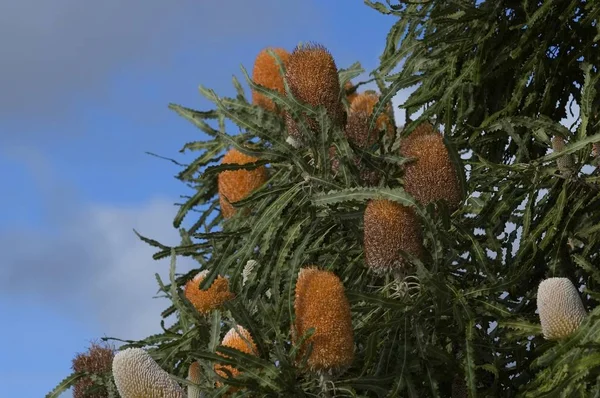 참나무 Proteaceae 오스트레일리아 오세아니아 — 스톡 사진