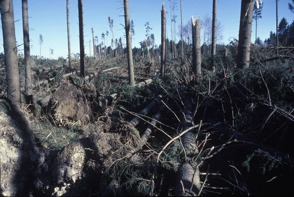 Pérdida Tormenta Bosque Abetos Alemania — Foto de Stock