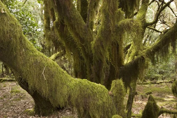 Moss Bosque Laurel Parque Nacional Garajonay Gomera Islas Canarias —  Fotos de Stock