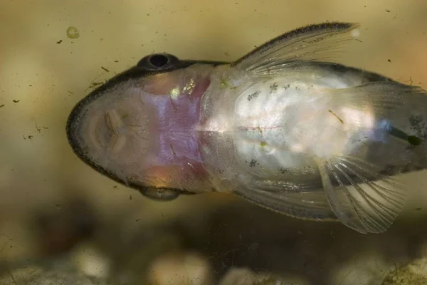 Dwarf Otocinclus Golden Otocinclus Otocinclus Affinis — Stock Photo, Image