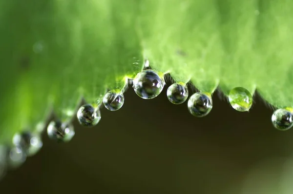 Tautropfen Auf Damenmantel Alchemilla Mollis — Stockfoto