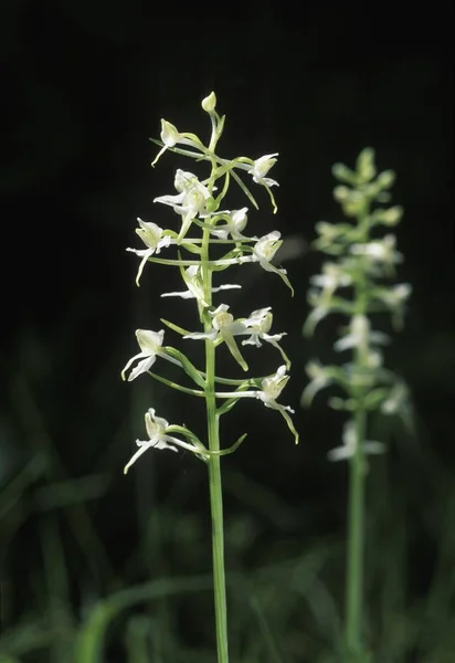 Orchid Platanthera Bifolia — 스톡 사진