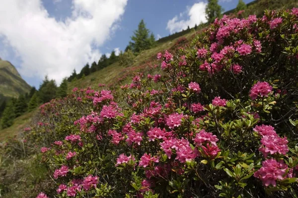 Rustbladet Alperose Rhododendron Ferrugineum Tirol Oostenrijk — Stockfoto