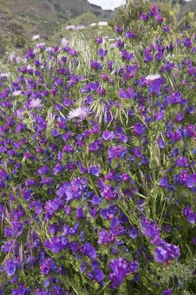 Fioletowe Kwiaty Dzikiego Pola Trawy — Zdjęcie stockowe