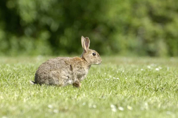 Rabbit Oryctolagus Cuniculus Citato Giudizio Inghilterra Occidentale — Foto Stock