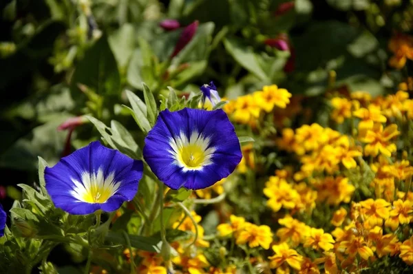 Marigold Tagetes Blue Spanish Bindweed Convolvulus Tricolor — Stock Photo, Image
