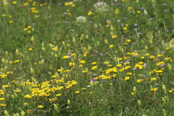 Prairie Fleurie Sur Montagne Slivnica Slovénie — Photo