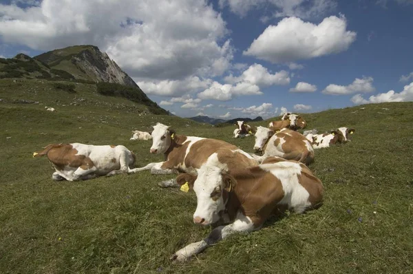 Vitelos Vacas Prado Montanha Parque Nacional Eng Karwendel Mountain Vale — Fotografia de Stock