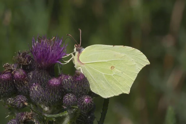 Brimstone Hermosa Gonepteryx Rhamni — Foto de Stock