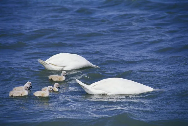 Mute Swans Cygnus Color Голубой Воде Озера — стоковое фото