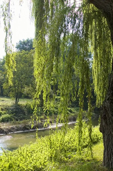 Gröna Sommaren Park Med Träd Och Floden — Stockfoto