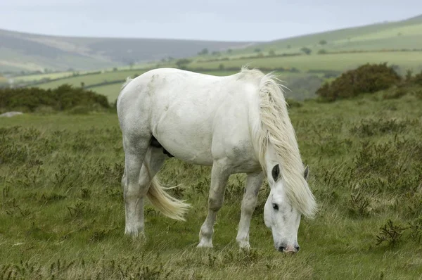 Dartmoor Pony Cavalo Branco Dartmoor National Park Devon Inglaterra — Fotografia de Stock