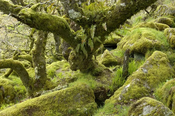 Whistmans Wood Poblíž Dva Mosty Dartmoor National Park Devon Anglie — Stock fotografie