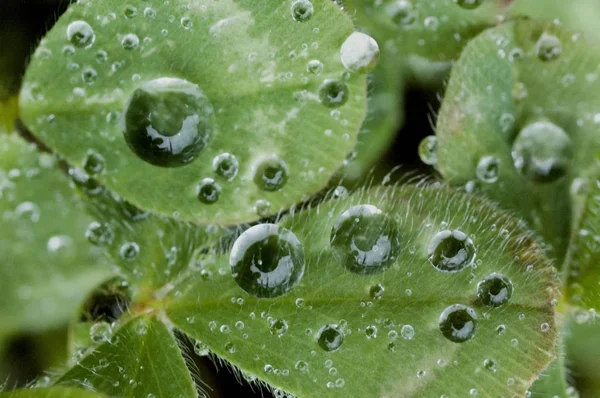 Dewdrops Yeşil Yaprak Üzerinde Yakın Atış — Stok fotoğraf