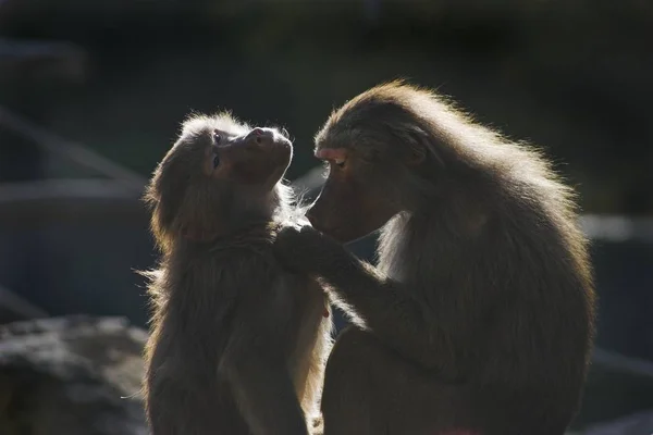 Baboons Lousing Зоопарк Аугсбурга Німеччина Європа — стокове фото