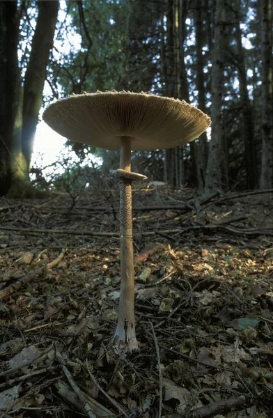 Parasol Mushroom Macrolepiota Procera Germany — Stock Photo, Image