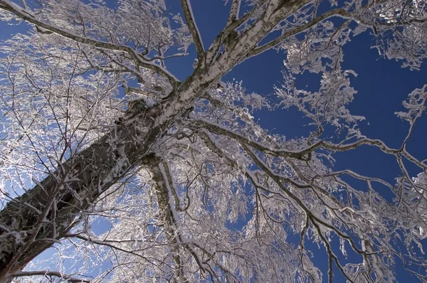Neve Coberto Árvores Inverno — Fotografia de Stock