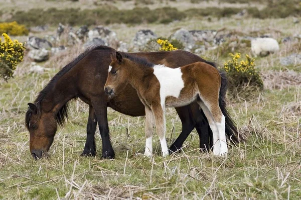 Pony Com Potro Dartmoor National Park Devon Inglaterra — Fotografia de Stock
