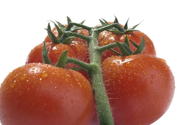 Bos Van Tomaten Geïsoleerd Witte Achtergrond — Stockfoto