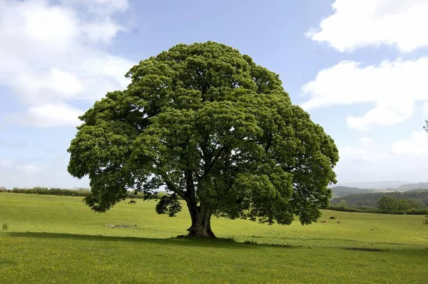 Σφενδάμι Treein Πράσινο Πεδίο Τοπίο Και Γαλάζιο Ουρανό — Φωτογραφία Αρχείου