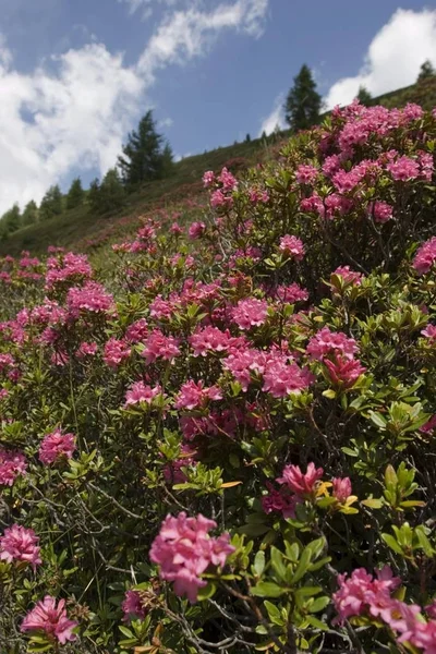 Rustbladet Alperose Rhododendron Ferrugineum Tirolo Austria — Foto Stock