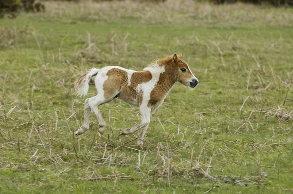 Shetland Pony Inghilterra Sud Occidentale — Foto Stock