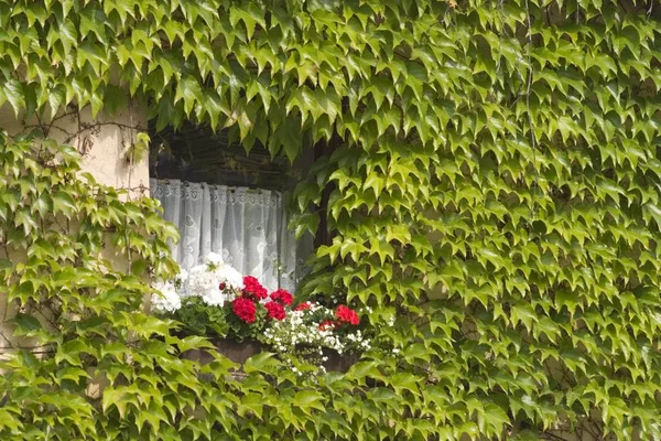 Hauswand Mit Fenster Und Grünen Blättern — Stockfoto