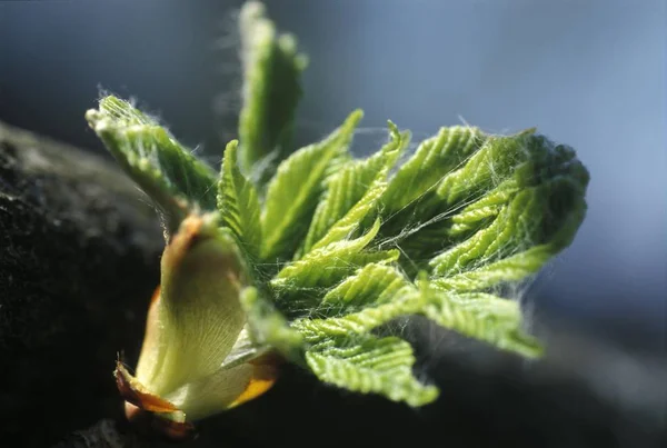 Castaño Primavera Hojas Verdes Frescas Primeras Hojas Verdes Nueva Vida —  Fotos de Stock