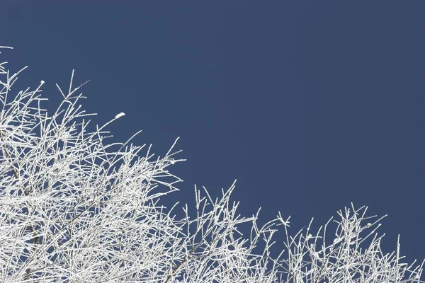 Ramitas Esmeriladas Contra Cielo Azul Con Espacio Para Copiar —  Fotos de Stock